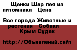 Щенки Шар пея из питомника › Цена ­ 25 000 - Все города Животные и растения » Собаки   . Крым,Судак